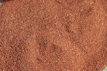 Red Finger Millet