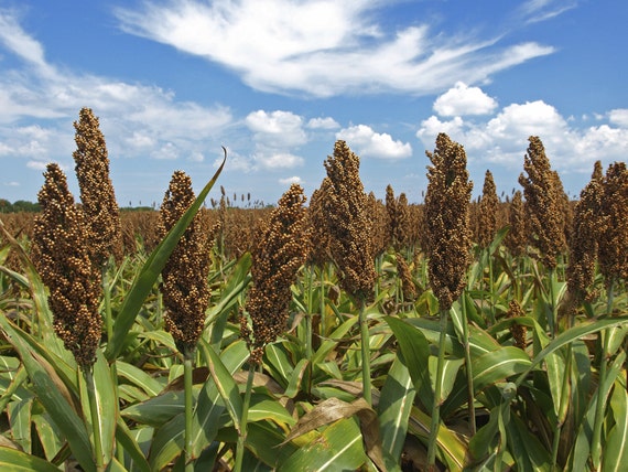 Sorghum